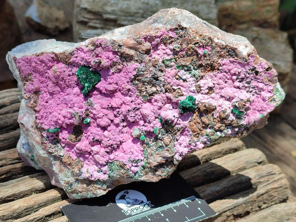 Natural XL Salrose Cobaltion Dolomite Specimens with Silky Malachite Crystals x 1 From Kakanda, Congo