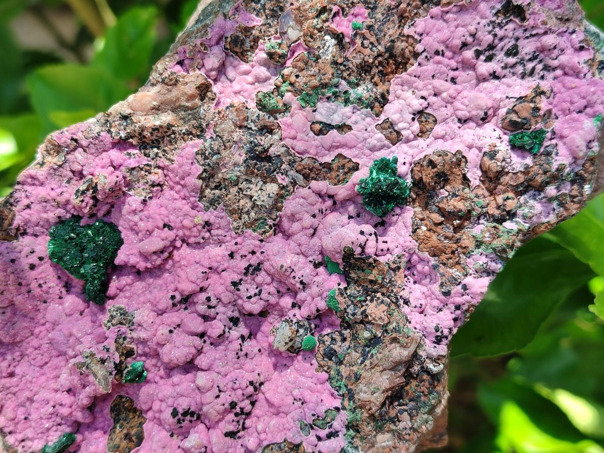 Natural XL Salrose Cobaltion Dolomite Specimens with Silky Malachite Crystals x 1 From Kakanda, Congo