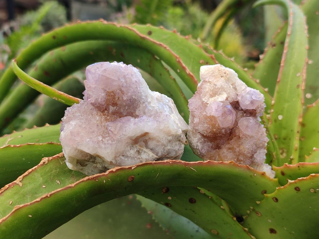 Natural Lilac Amethyst Spirit Clusters x 12 From Boekenhouthoek, South Africa