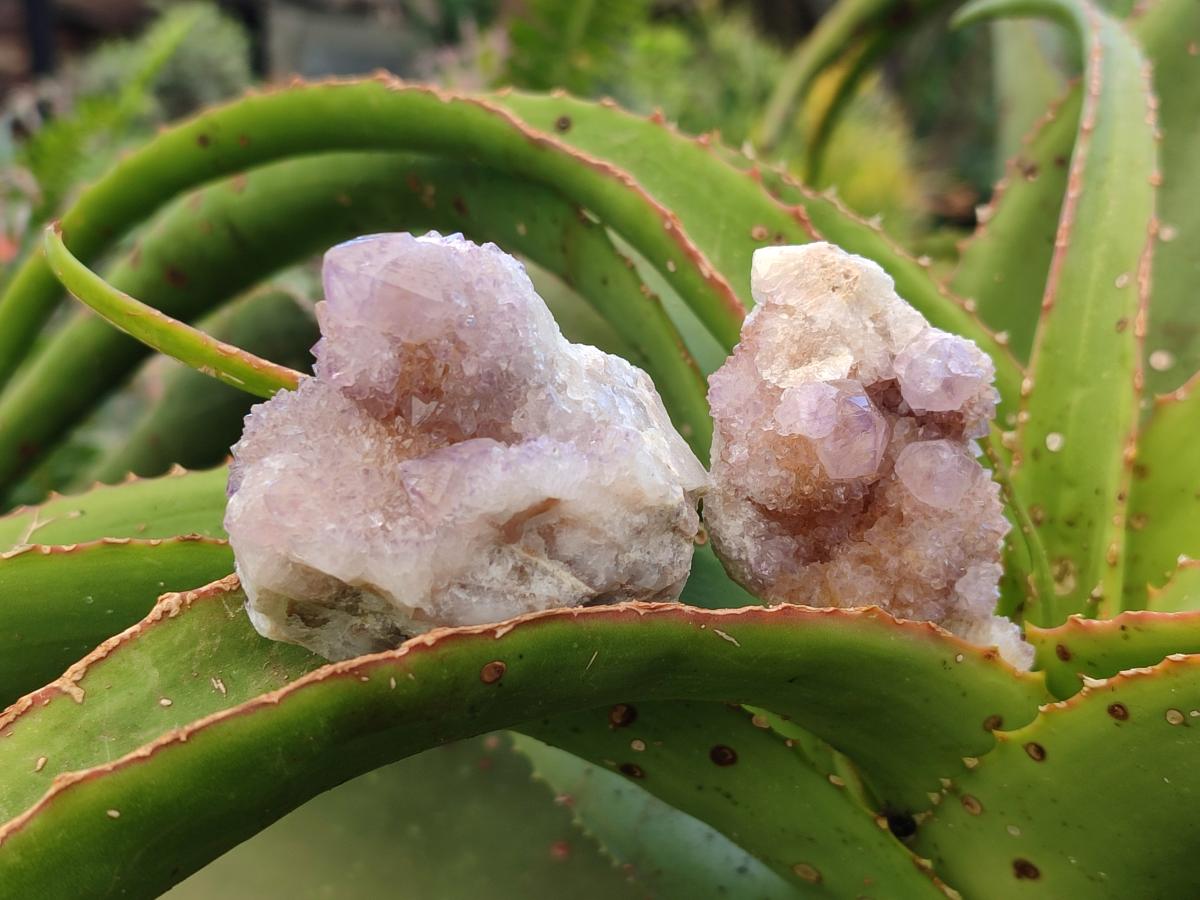 Natural Lilac Amethyst Spirit Clusters x 12 From Boekenhouthoek, South Africa