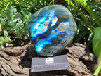Polished Labradorite Standing Free Form x 1 From Tulear, Madagascar