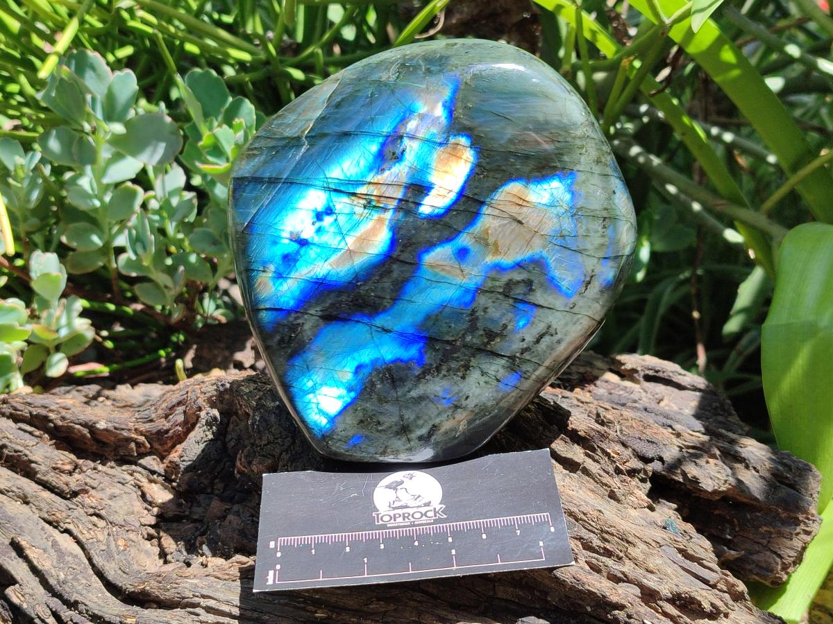 Polished Labradorite Standing Free Form x 1 From Tulear, Madagascar