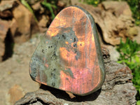 Polished Labradorite Standing Free Forms x 3 From Tulear, Madagascar