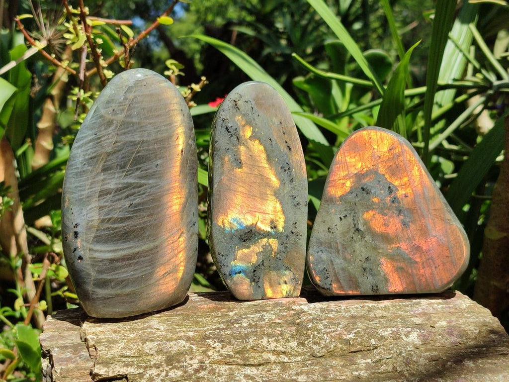Polished Labradorite Standing Free Forms x 3 From Tulear, Madagascar