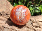 Polished Carnelian Agate Gemstone Spheres x 6 From Madagascar