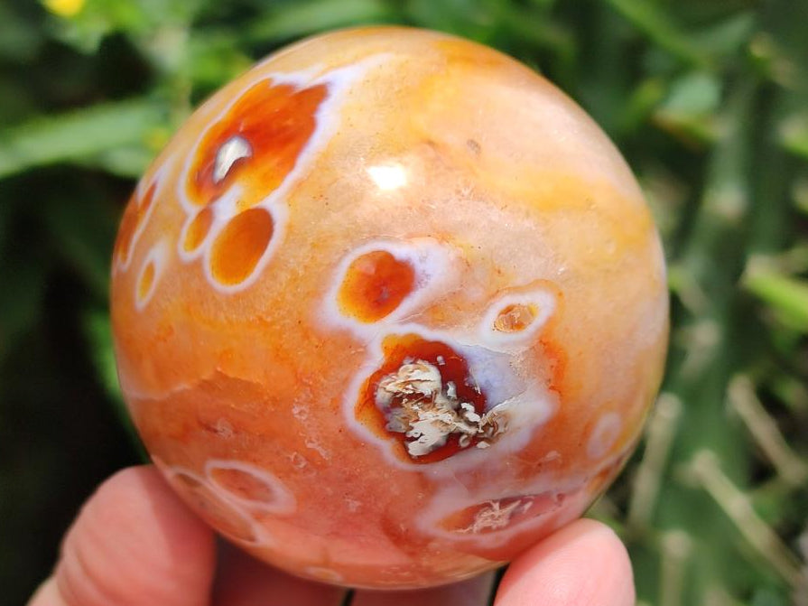 Polished Carnelian Agate Gemstone Spheres x 6 From Madagascar