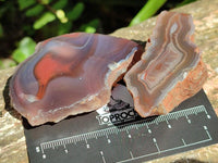 Polished On One Side Red Shashe River Agate Nodules x 35 From Shashe River, Zimbabwe