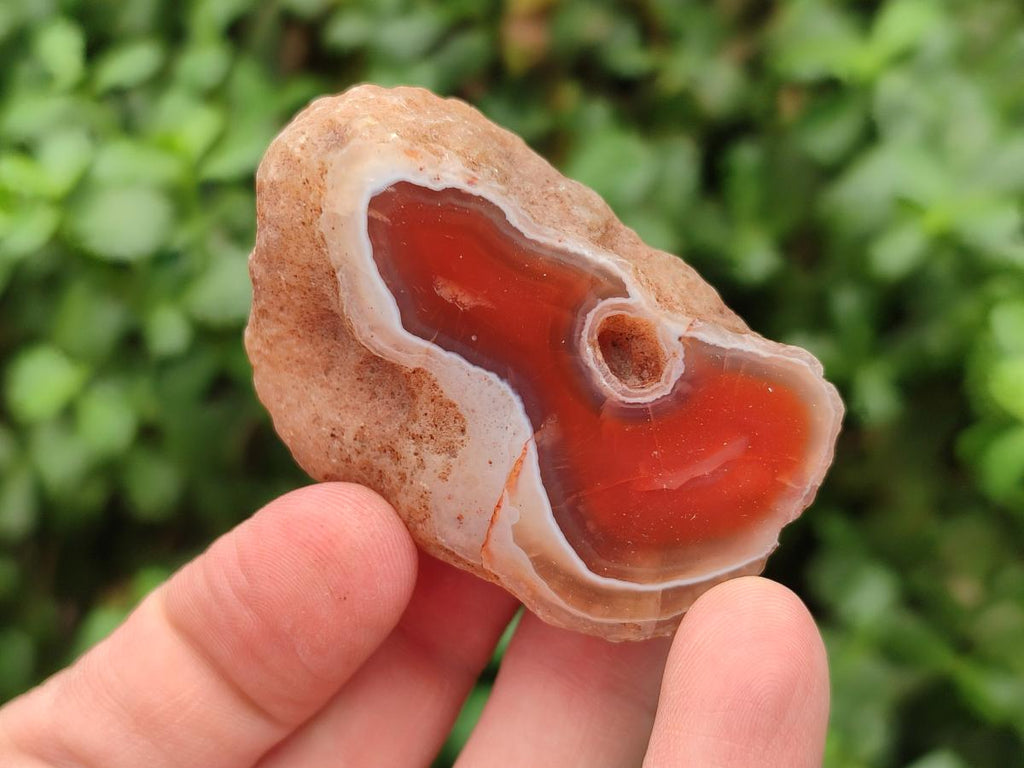 Polished On One Side Red Shashe River Agate Nodules x 35 From Shashe River, Zimbabwe