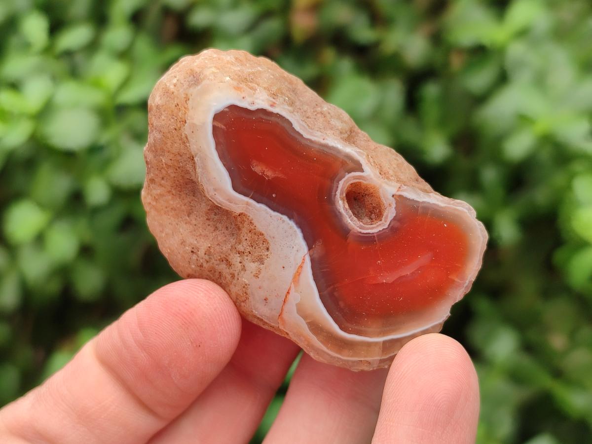 Polished On One Side Red Shashe River Agate Nodules x 35 From Shashe River, Zimbabwe