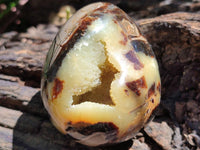 Polished Septerye Eggs x 6 From Mahajanga, Madagascar