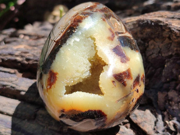 Polished Septerye Eggs x 6 From Mahajanga, Madagascar