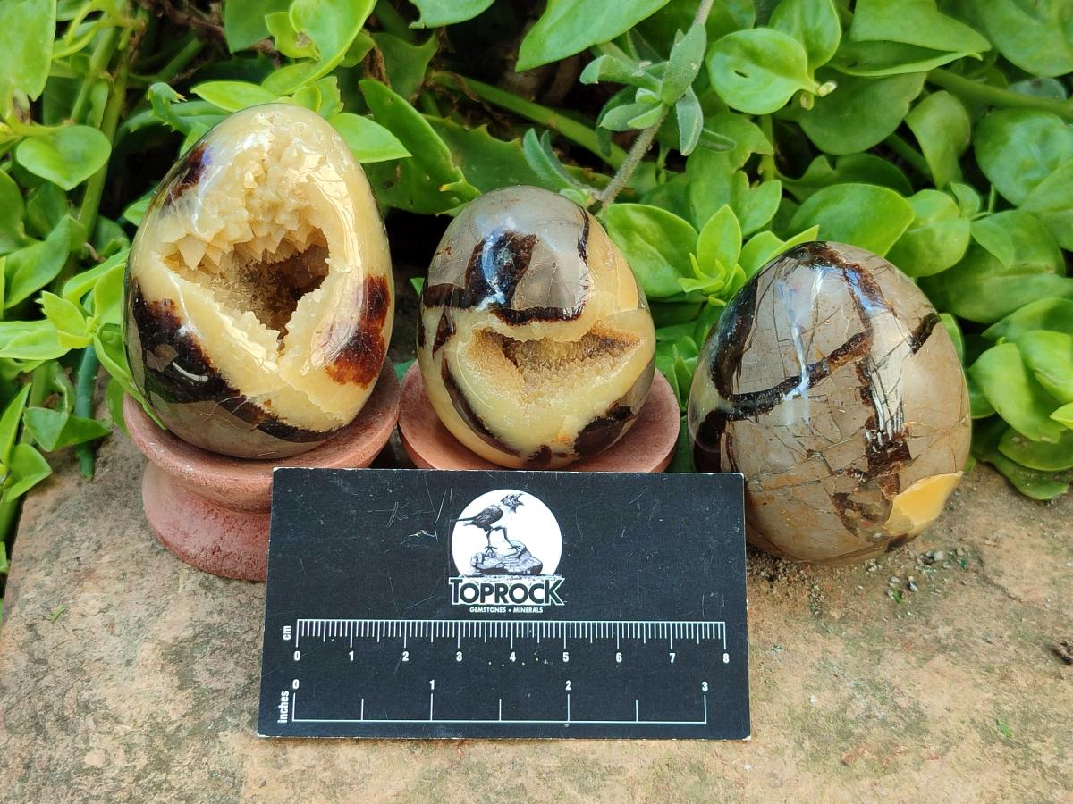 Polished Septerye Eggs x 6 From Mahajanga, Madagascar