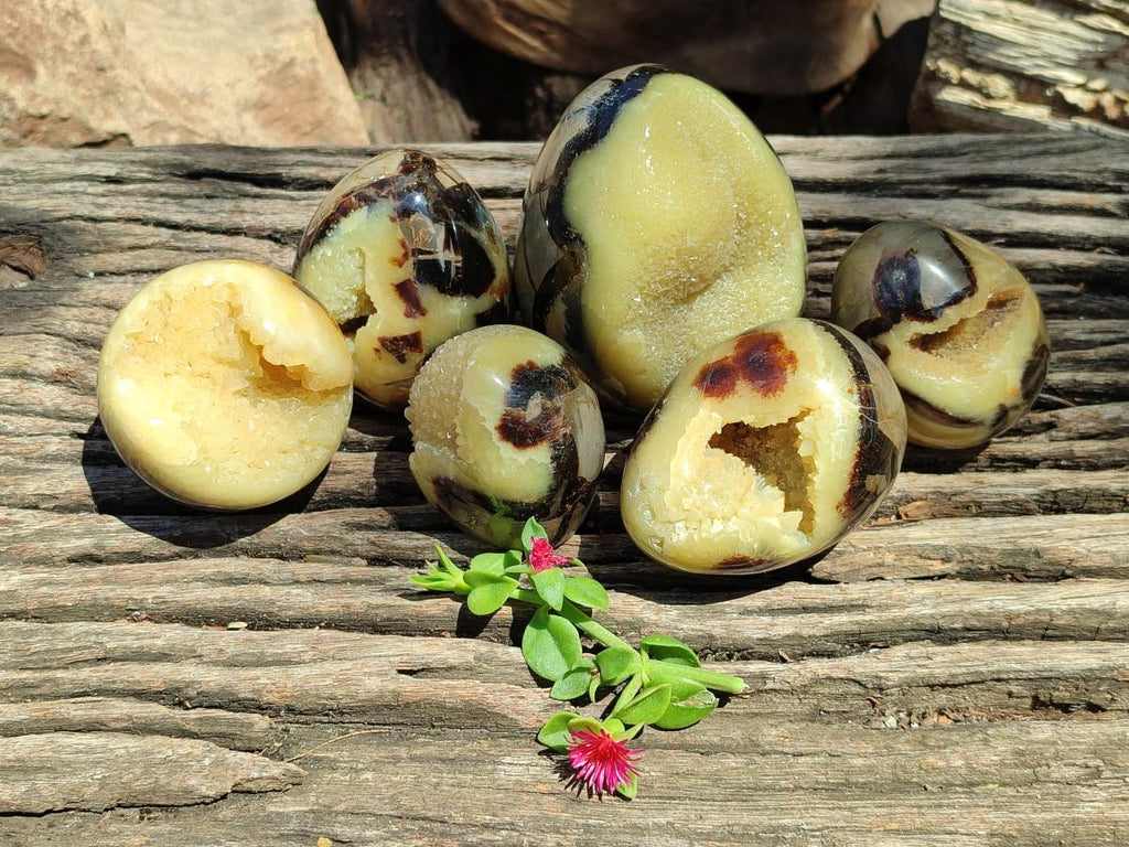 Polished Septerye Eggs x 6 From Mahajanga, Madagascar