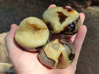 Polished Septerye Eggs x 6 From Mahajanga, Madagascar