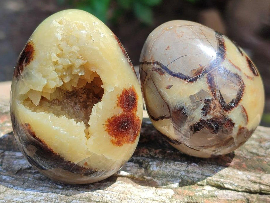 Polished Septerye Eggs x 6 From Mahajanga, Madagascar