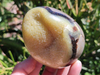 Polished Septerye Eggs x 6 From Mahajanga, Madagascar