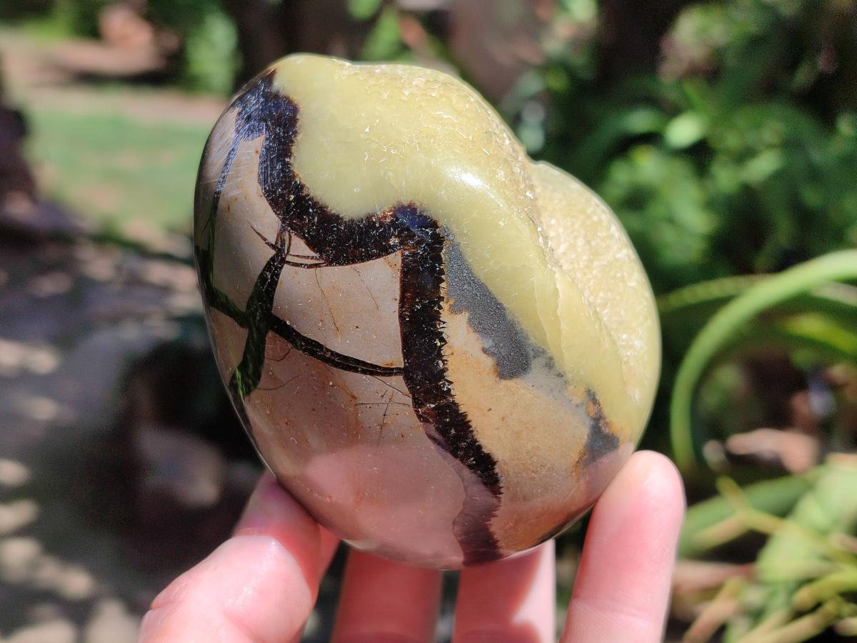 Polished Septerye Eggs x 6 From Mahajanga, Madagascar