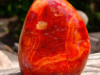 Polished Carnelian Agate Gemstone Standing Free Forms x 2 From Madagascar