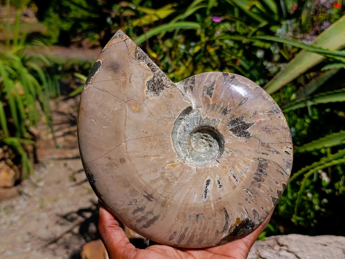 Polished XL Cleoniceras Whole Ammonite Fossil x 1 From Maintirano, Madagascar