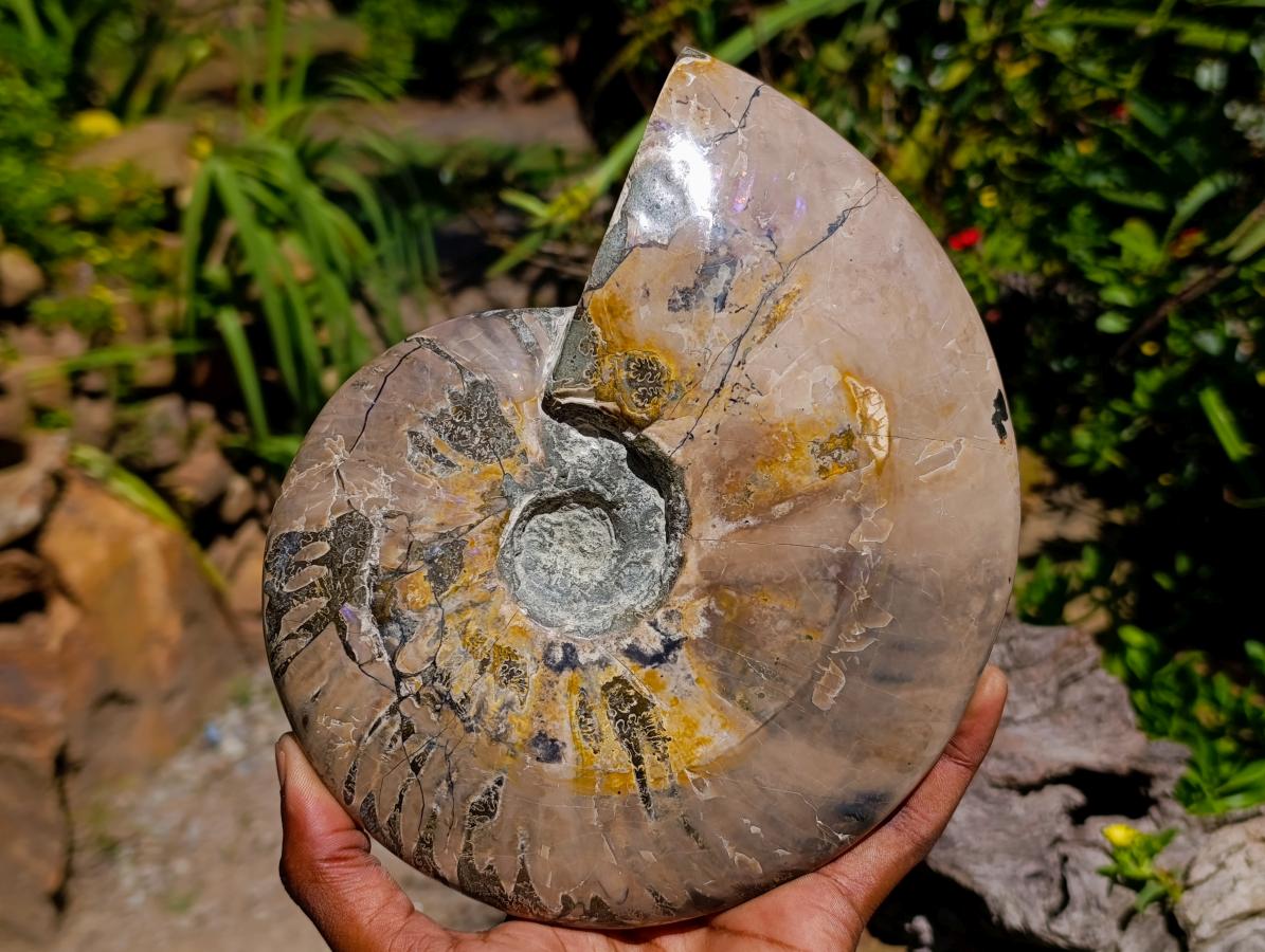 Polished XL Cleoniceras Whole Ammonite Fossil x 1 From Maintirano, Madagascar