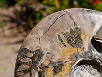Polished XL Cleoniceras Whole Ammonite Fossil x 1 From Maintirano, Madagascar