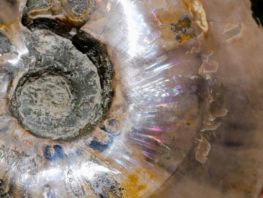 Polished XL Cleoniceras Whole Ammonite Fossil x 1 From Maintirano, Madagascar