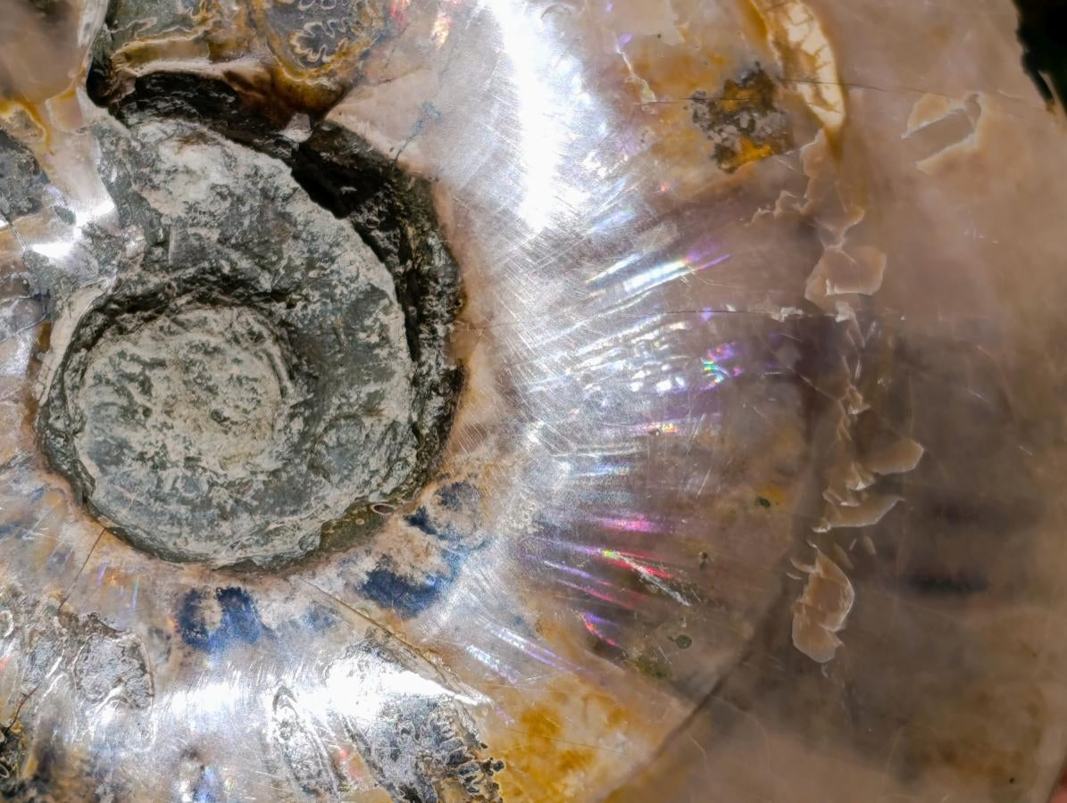 Polished XL Cleoniceras Whole Ammonite Fossil x 1 From Maintirano, Madagascar