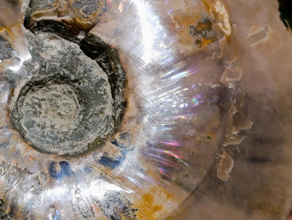 Polished XL Cleoniceras Whole Ammonite Fossil x 1 From Maintirano, Madagascar