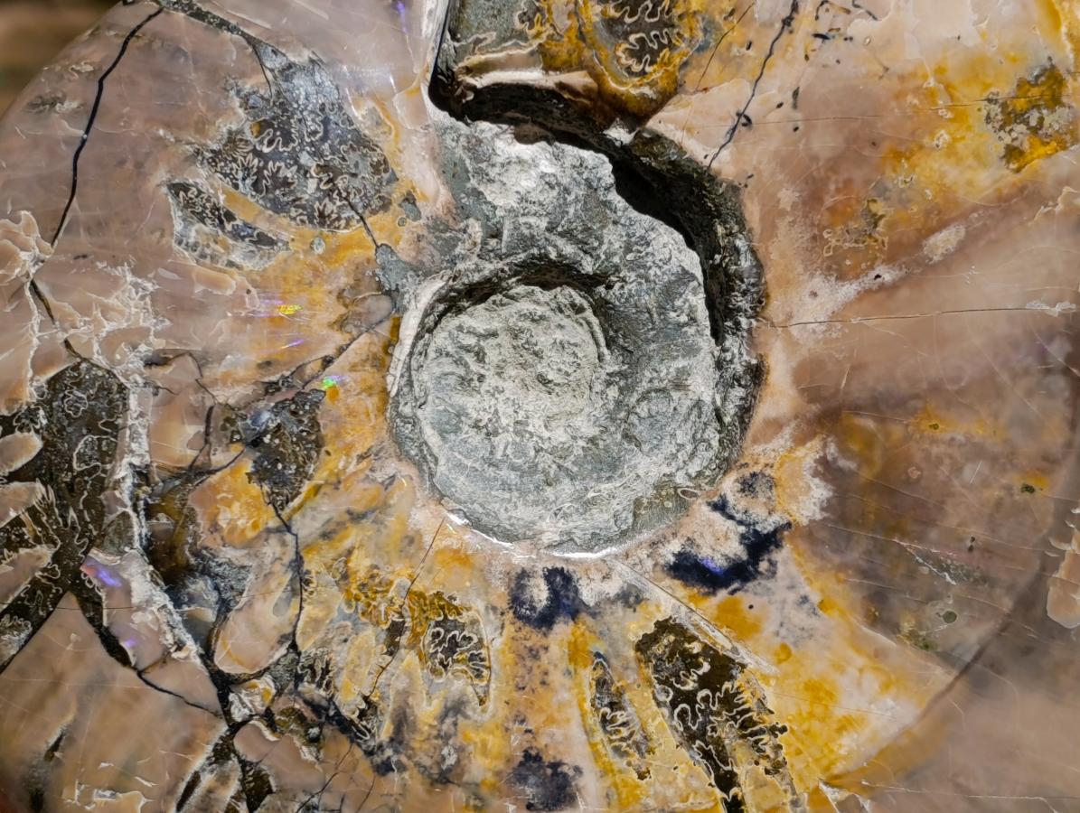 Polished XL Cleoniceras Whole Ammonite Fossil x 1 From Maintirano, Madagascar
