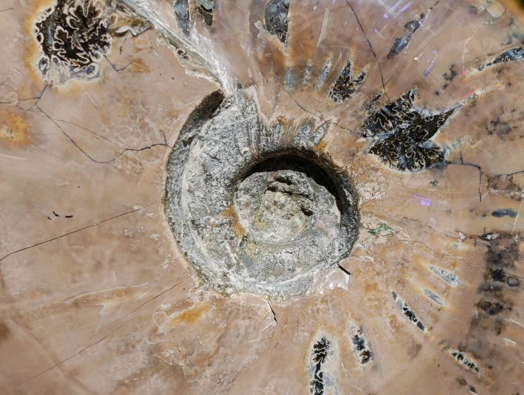 Polished XL Cleoniceras Whole Ammonite Fossil x 1 From Maintirano, Madagascar