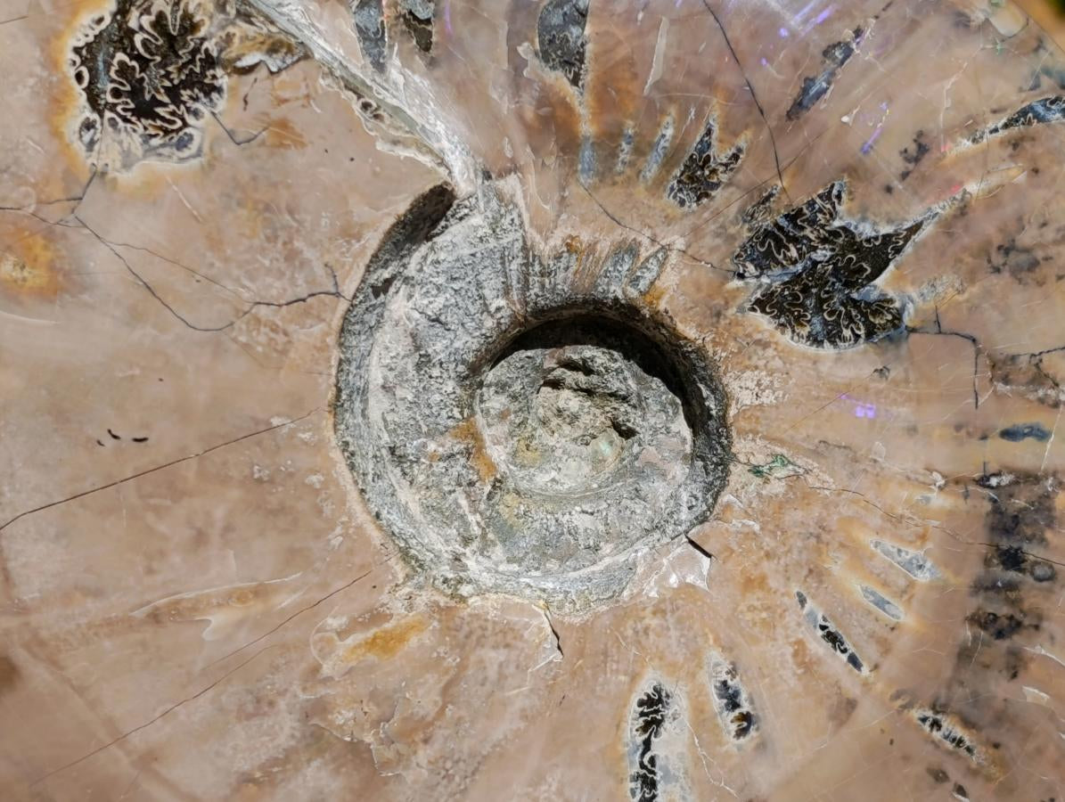 Polished XL Cleoniceras Whole Ammonite Fossil x 1 From Maintirano, Madagascar