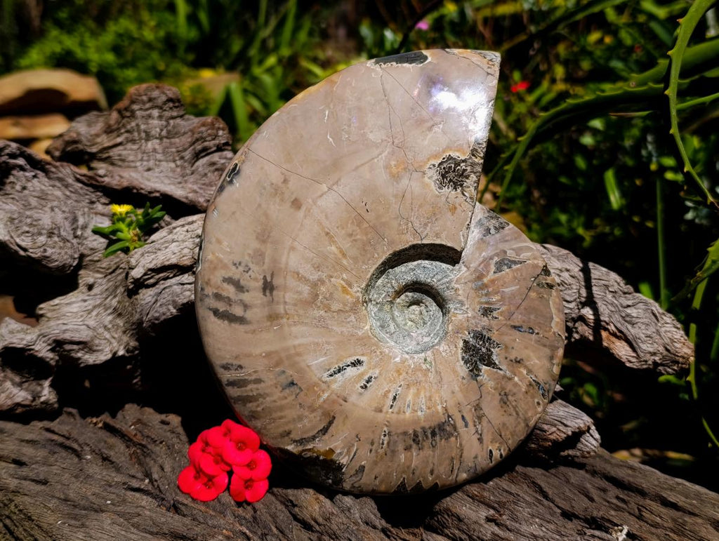 Polished XL Cleoniceras Whole Ammonite Fossil x 1 From Maintirano, Madagascar