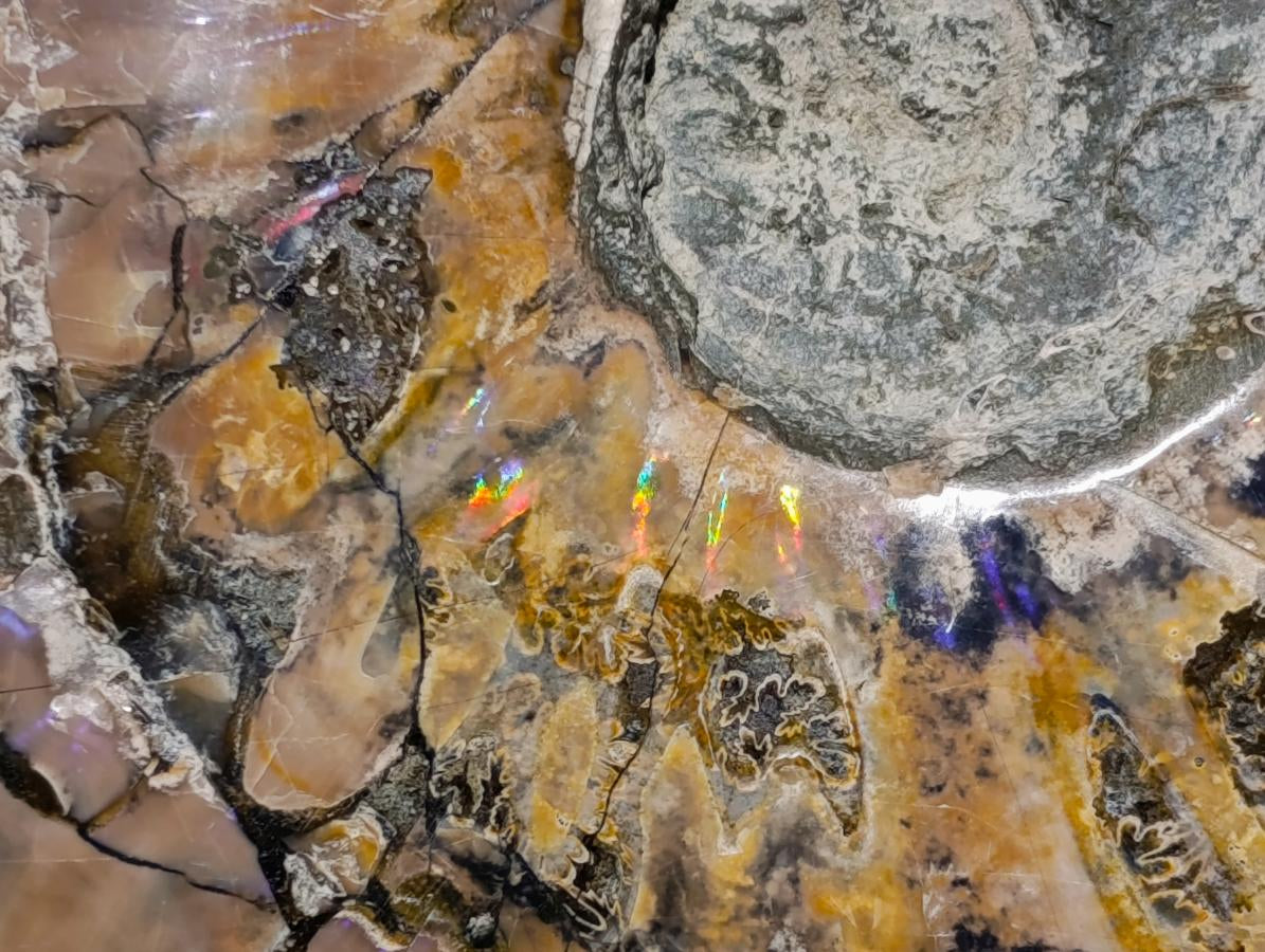 Polished XL Cleoniceras Whole Ammonite Fossil x 1 From Maintirano, Madagascar