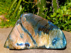 Polished Labradorite Standing Free Forms x 2 From Tulear, Madagascar