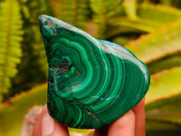 Polished Flower Banded Malachite Free Forms x 12 From Congo