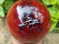 Polished Carnelian Agate Gemstone Spheres x 4 From Madagascar