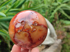 Polished Carnelian Agate Gemstone Spheres x 4 From Madagascar