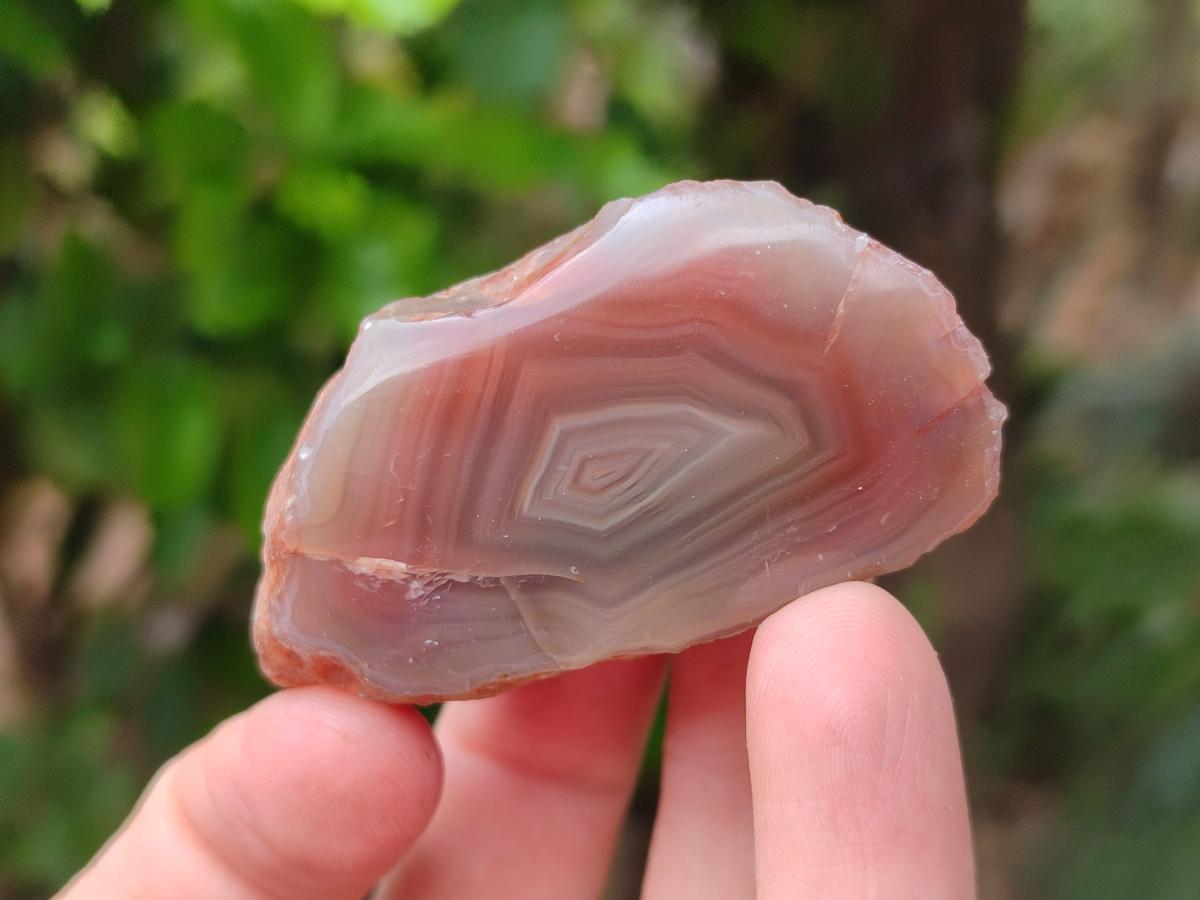Polished On One Side Red Shashe River Agate Nodules x 35 From Shashe River, Zimbabwe