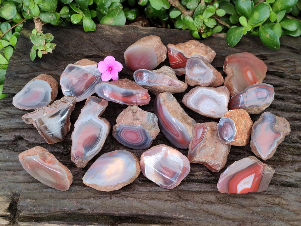Polished On One Side Red Shashe River Agate Nodules x 35 From Shashe River, Zimbabwe