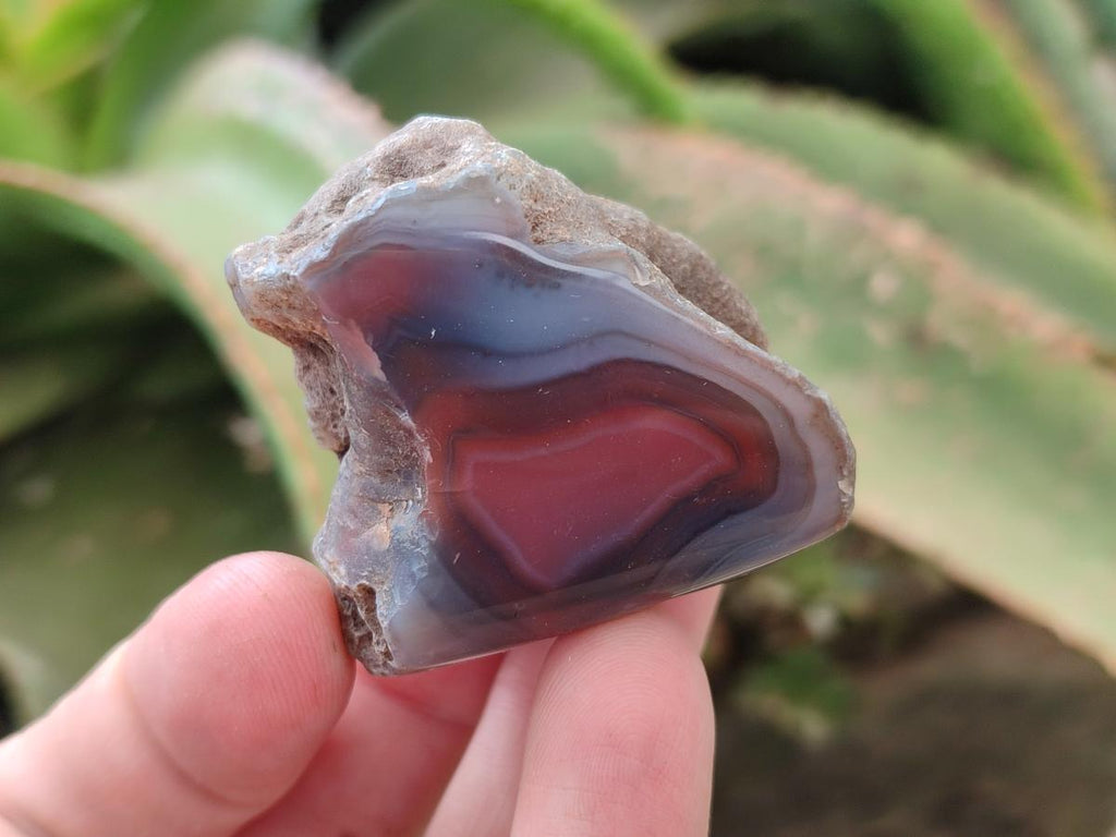 Polished On One Side Red Shashe River Agate Nodules x 35 From Shashe River, Zimbabwe