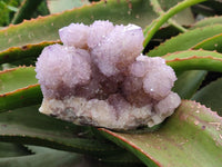 Natural Sunburst Amethyst Spirit Clusters x 2 From Boekenhouthoek, South Africa
