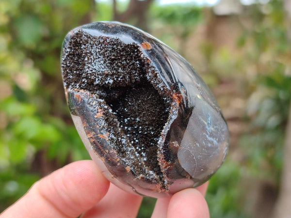 Polished Septerye Sauvage 