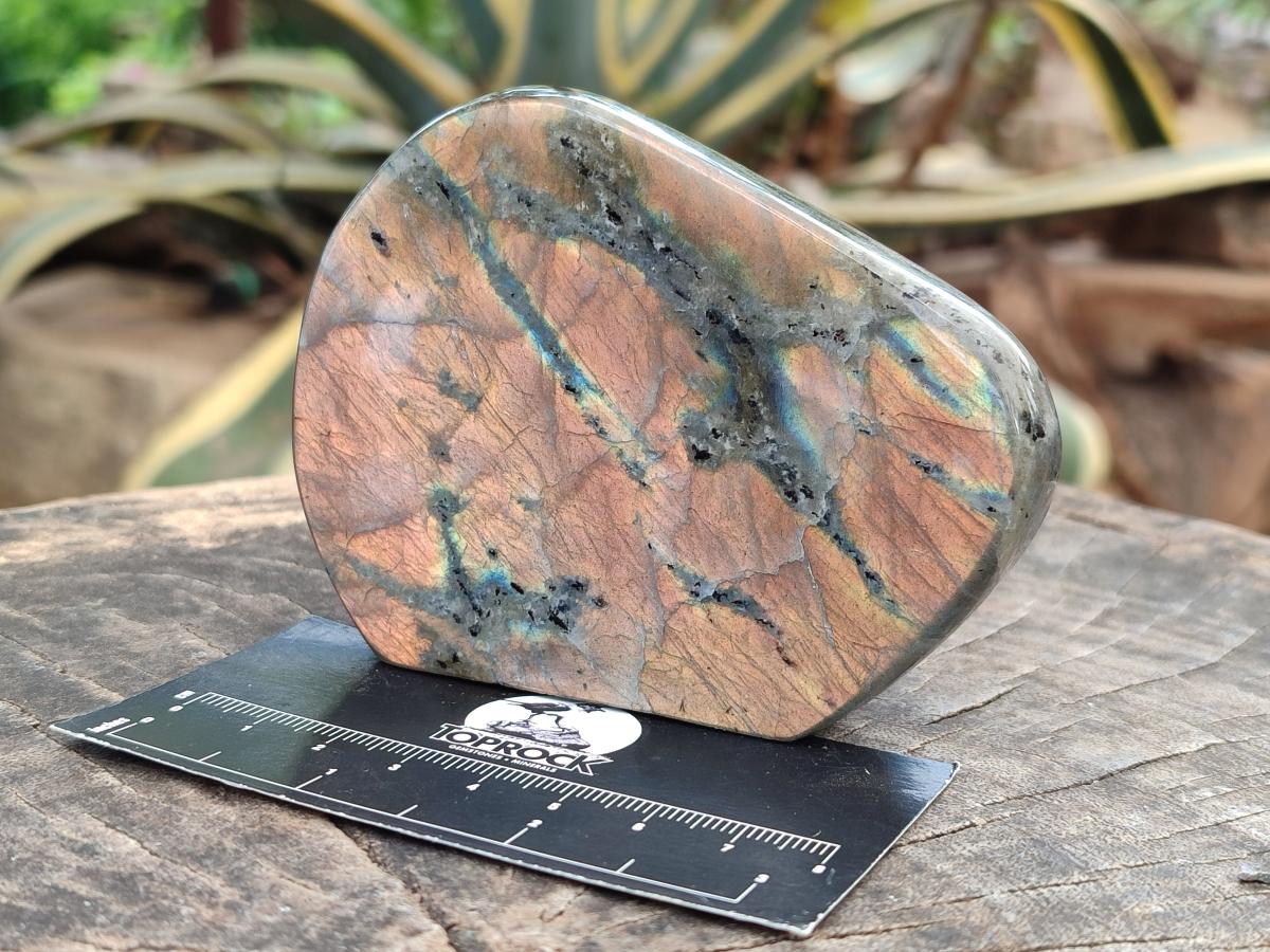 Polished Labradorite Standing Free Forms x 6 From Tulear, Madagascar