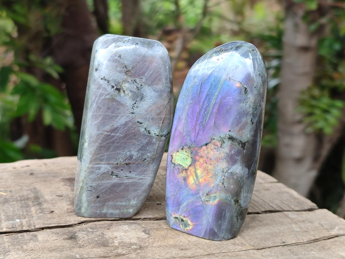 Polished Labradorite Standing Free Forms x 6 From Tulear, Madagascar