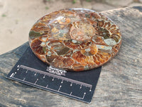 Hand Made Ammonite Coffee Table Coasters x 6 From Mahajanga, Madagascar