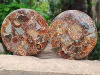 Hand Made Ammonite Coffee Table Coasters x 6 From Mahajanga, Madagascar