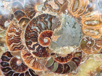 Hand Made Ammonite Coffee Table Coasters x 6 From Mahajanga, Madagascar