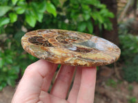 Hand Made Ammonite Coffee Table Coasters x 6 From Mahajanga, Madagascar