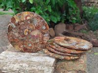 Hand Made Ammonite Coffee Table Coasters x 6 From Mahajanga, Madagascar