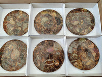 Hand Made Ammonite Coffee Table Coasters x 6 From Mahajanga, Madagascar